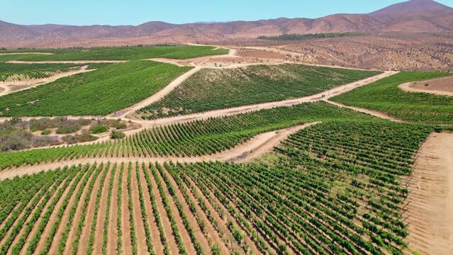 Aerial dolly overhead ripe vineyards within the Fray Jorge, Limari Valley, Chile