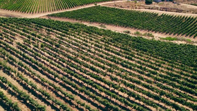 Low cinematic aerial shot showing the healthy rows of vines in Fray Jorge, Limari Valley, Chile