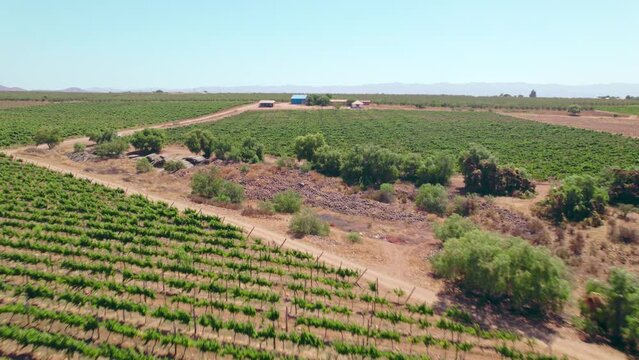 Aerial dolly shot overhead young vines growing in the Limari Valley