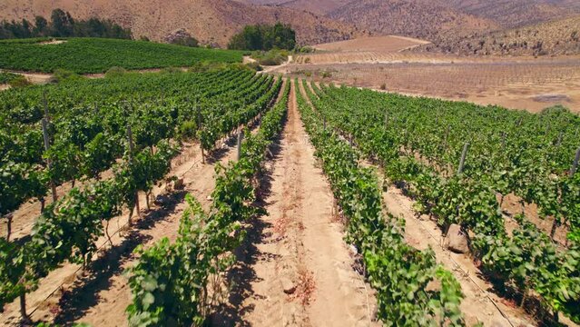 Aerial shot overhead a calicata within the vineyards in Fray Jorge, Limari Valley, Chile