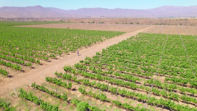 Aerial rotating shot of a winegrower walking along a track through vineyards in Limari Valley