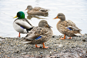 Friendly Ducks