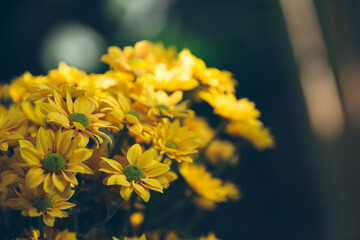 Hanoi. Vietnam Fed 2023 Yellow Daisy in Tonkin Home stay garden part with sunlight
