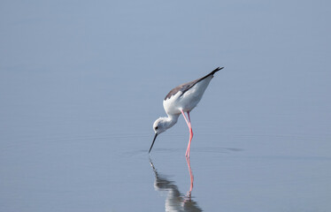 white stork fishing