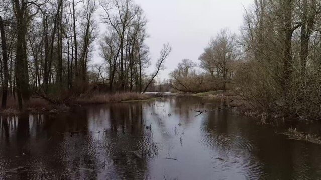 Low drone shot over swamp like water with trees.