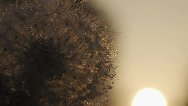 Nature in macro photography. Creative. Shooting outdoors in sunny weather where dandelions and cobwebs are shot in close-up.