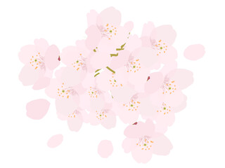 背景や挿絵に使える桜の花と舞い散る花びら