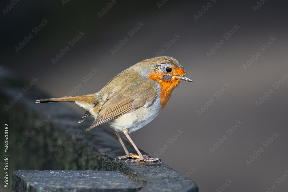 Aufkleber A detailed close up portrait of a robin as it is perched on a metal railing. It is a side view on the bird with copy space