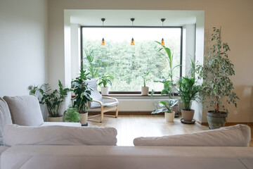 Home gardening. Cozy tropical home garden. Modern interior with indoor plants, monstera, palm trees. Urban jungle apartment. Biophilia design. Gardening, hobby concept