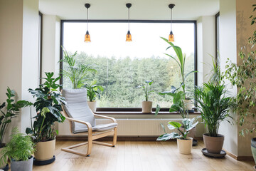 Cozy tropical home garden. Home gardening. Modern interior with indoor plants, monstera, palm trees. Urban jungle apartment. Biophilia design. Gardening, hobby concept