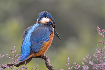 The common kingfisher (Alcedo atthis) on the banks of the River Belá in northern Slovakia