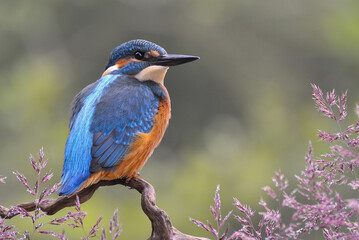 The common kingfisher (Alcedo atthis) on the banks of the River Belá in northern Slovakia