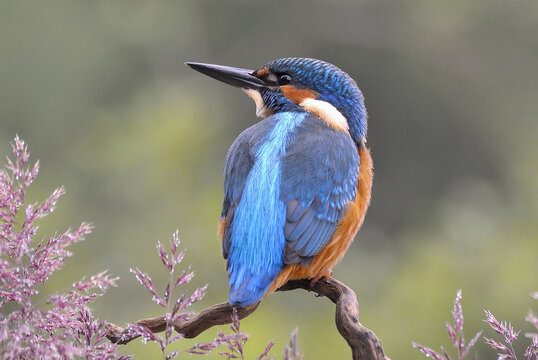 The common kingfisher (Alcedo atthis) on the banks of the River Bel&aacute; in northern Slovakia