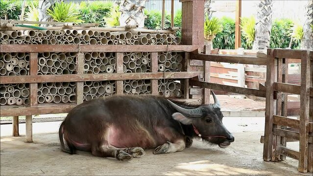 Footage of a Dwarf Buffalo, One of a Critically Endangered Species Nowadays Relaxing in the Barn