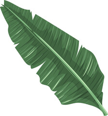 Banana Leaf Illustration