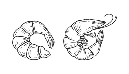 shrimp, sketch on a white background for the menu of fish restaurants, for packaging in markets and stores.