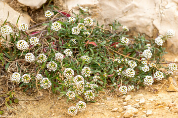 Fleurs sauvages sur les iles du Frioul