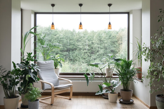 Urban jungle apartment. Grey armchair near big panoramic window, indoor plants, monstera, palm trees. Biophilia design. Cozy tropical home garden. Eco friendly decor of living room.