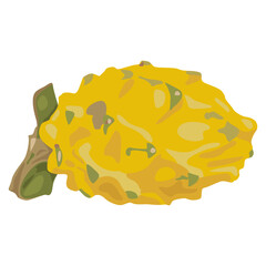 Yellow Dragon Fruit or Pitaya. Pitahaya cactus. Selenicereus megalanthus. Isolated vector illustration.