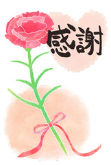 Red carnation flower; in Japanese “gratitude”