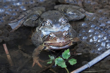 The common frog (Rana temporaria) reproduces in the spring in the mountains of Slovakia.