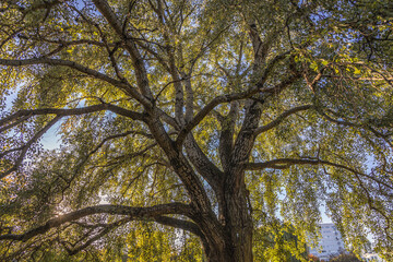Old silver poplar tree in Warsaw, Poland