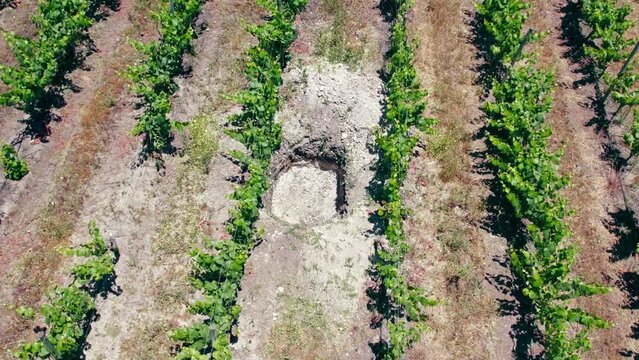 Trial Pit With Calcareous Soil For Wine Acidity Between Sauvignon Blanc Vines In Trellis In Leyda Valley, Chile. - aerial