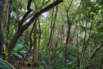 copolia trail, lush vegetation Mahe Seychelles