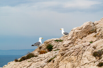 Goélands sur les îles du Frioul