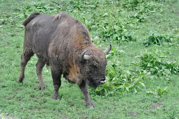 Fototapeta premium The European bison (Bison bonasus), also known as the wisent is a symbol of prehistory and protection of nature in Europe