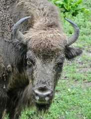 The European bison (Bison bonasus), also known as the wisent is a symbol of prehistory and protection of nature in Europe