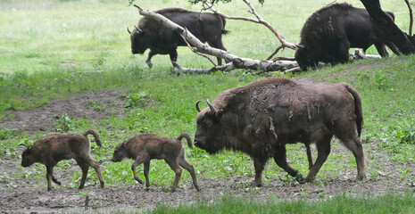 The European bison (Bison bonasus), also known as the wisent is a symbol of prehistory and protection of nature in Europe