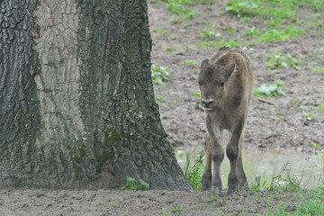 The European bison (Bison bonasus), also known as the wisent is a symbol of prehistory and protection of nature in Europe