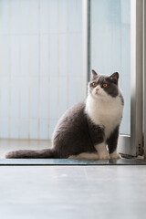 British shorthair cat sitting by the door