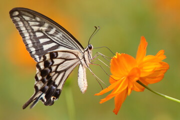 Swallowtail butterfly on orange cosmos