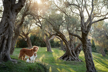 two dogs near the olive tree. Jack Russell Terrier and Nova Scotia Retriever in an grove in nature. Pet in park 