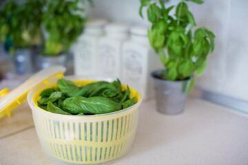 Centrifuge salad dryer with basil leaves
