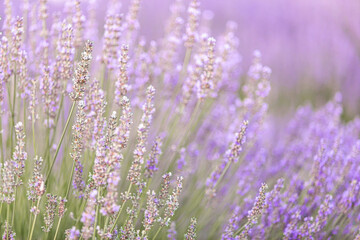 Obraz premium Lavender bushes closeup on sunset. Sunset gleam over purple flowers of lavender. Provence region of France.