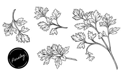 Set of parsley hand drawn line art vector illustration