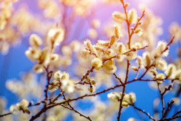 Blossoming willow in the early spring on a background of blue sky
