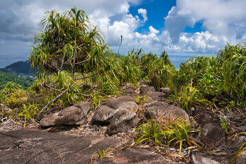 Copolia trail plants growing on granite rocks, Mahe Seychelles