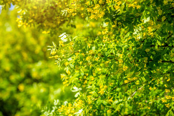 Yellow Acacia blooms in spring in the garden
