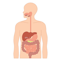 Human Digestive System Diagram | Science Diagram for Digestive System | Human Body | Human Organ | Science Medical Illustration for Digestive System Organ