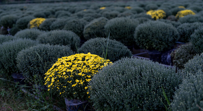 Chrysanthemum Field Of Farmers Growing In Sa Dec City, Dong Thap Province, Vietnam