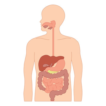 Human Digestive System Diagram | Science Diagram for Digestive System | Human Body | Human Organ | Science Medical Illustration for Digestive System Organ
