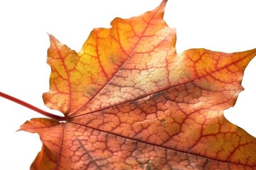 Naklejka na ściany i meble close up of maple leaf