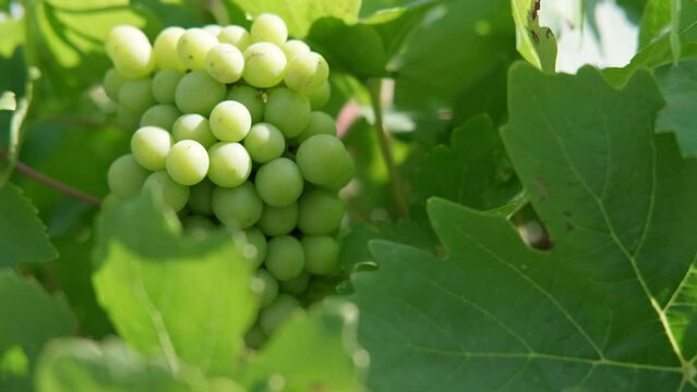 Close up branch of green grapes from vines during wine harvest in Italian Vineyard.