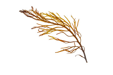 Brown seaweed or algae branch isolated transparent png.