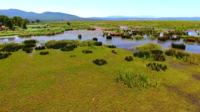 aerial shot of the el kala wetland with cows and horses
