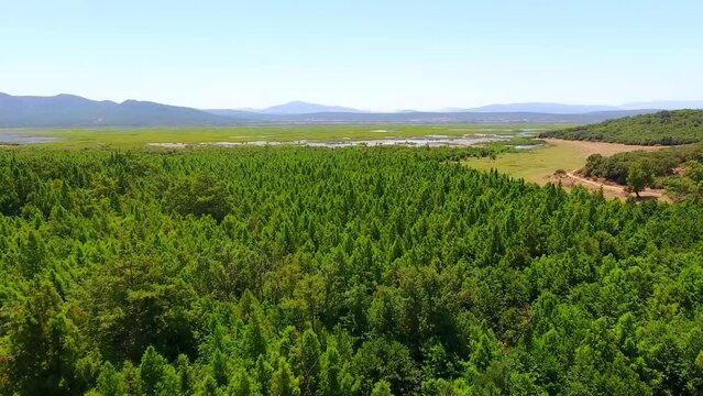 aerial shot of the forest of el kala